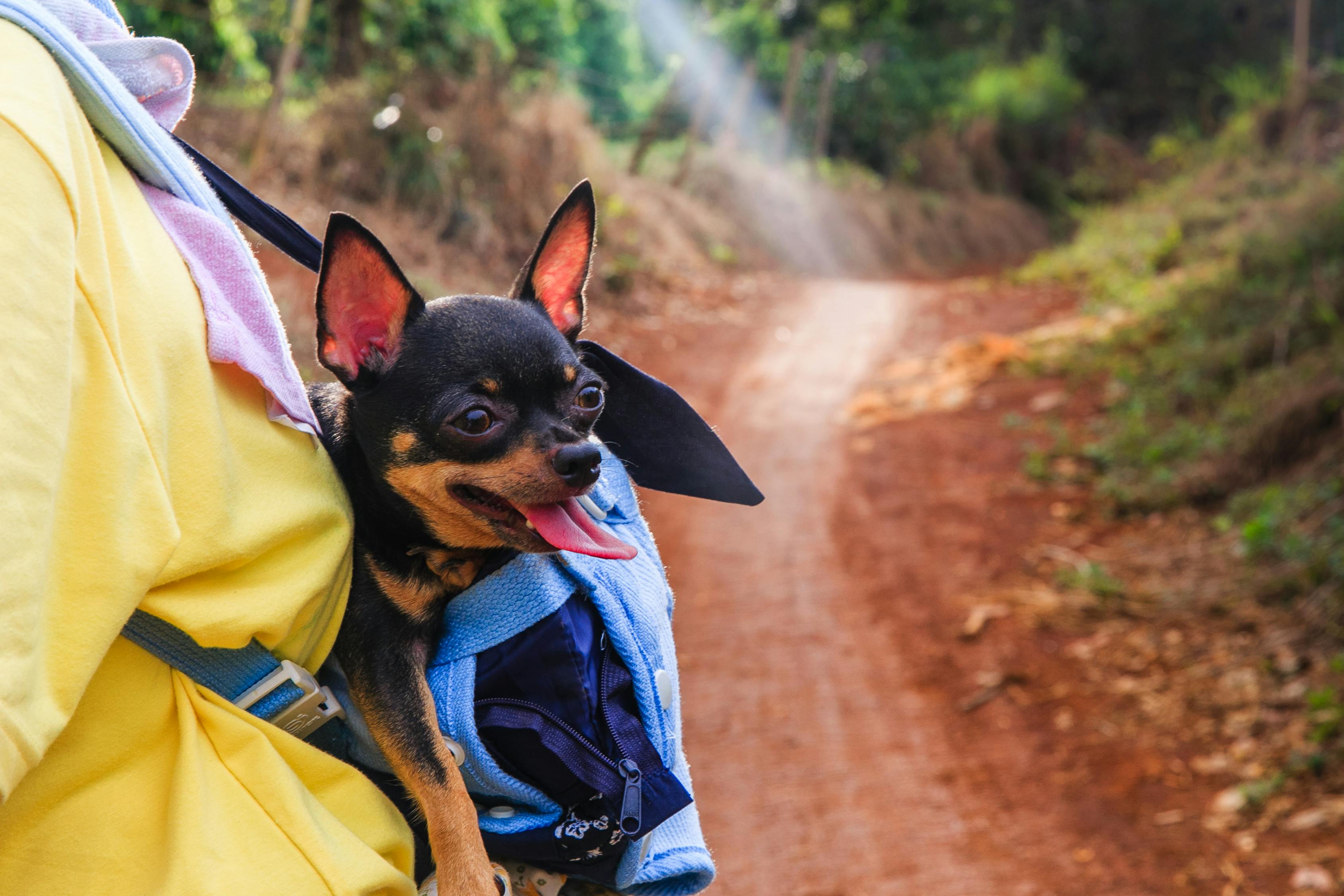 风犬中的少年，最新冒险篇章开启