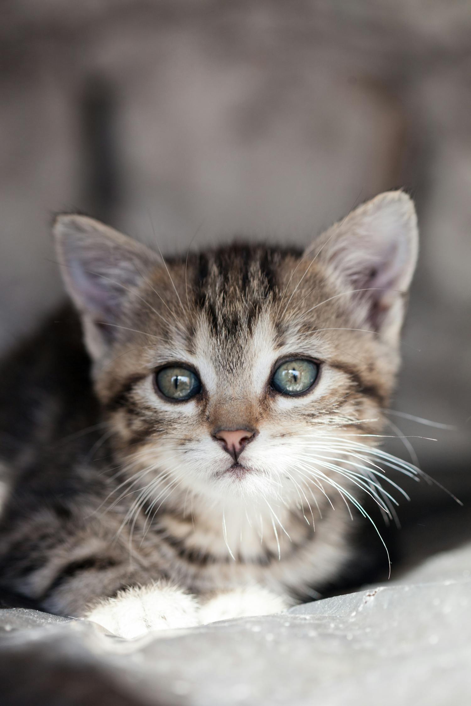 猫咪官方最新版网站，一站式猫咪爱好者的乐园探索